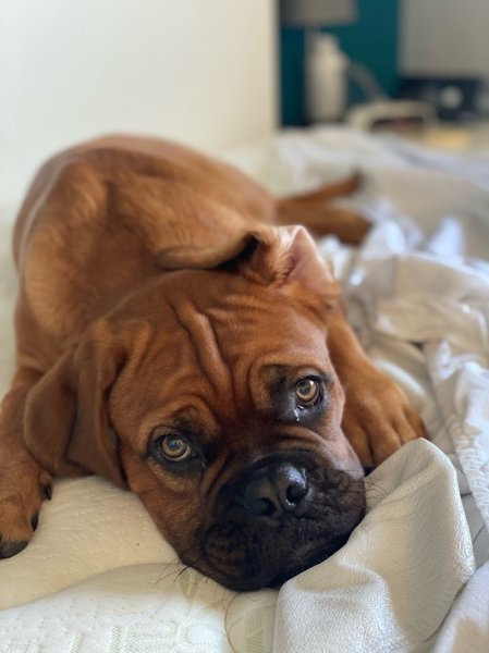 Unbelievadog, élevage de dogue de bordeaux - photo 2