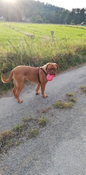 Unbelievadog, élevage de dogue de bordeaux - photo 3