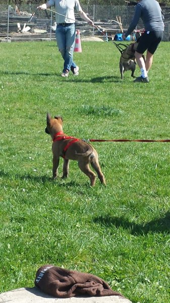 Club Cynophile Champenois de Monthelon