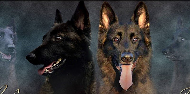 Elevage Berger Belge Tervueren et Dogue Allemand de L'empire du mont sombet - photo 1