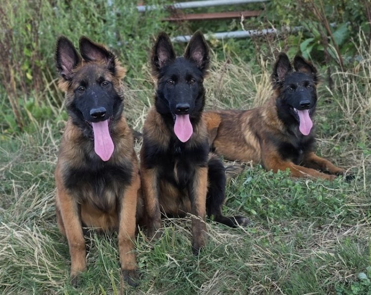 Elevage Berger Belge Tervueren et Dogue Allemand de L'empire du mont sombet - photo 2
