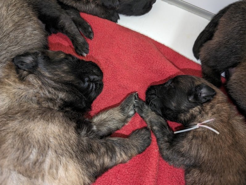 Elevage Berger Belge Tervueren et Dogue Allemand de L'empire du mont sombet - photo 3