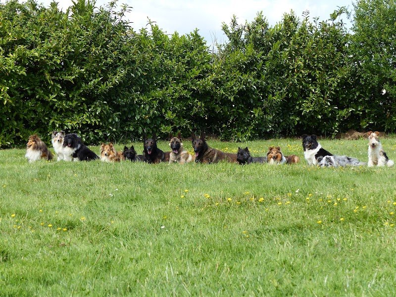 Club Canin de Rennes Saint Gilles