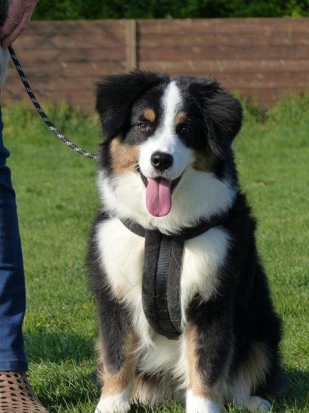 Club Canin de Rennes Saint Gilles - photo 2