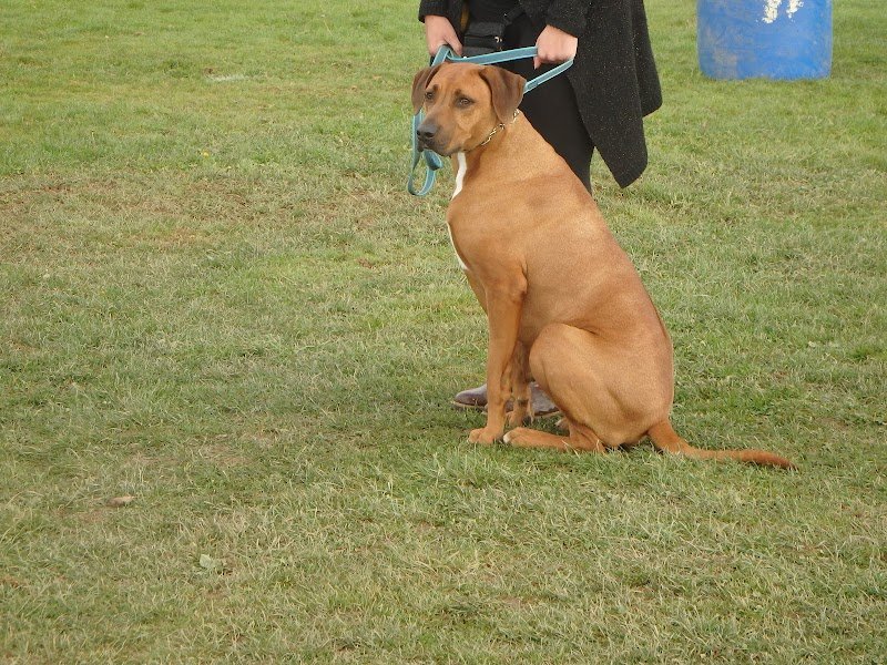 Centre canin St gilles - photo 1