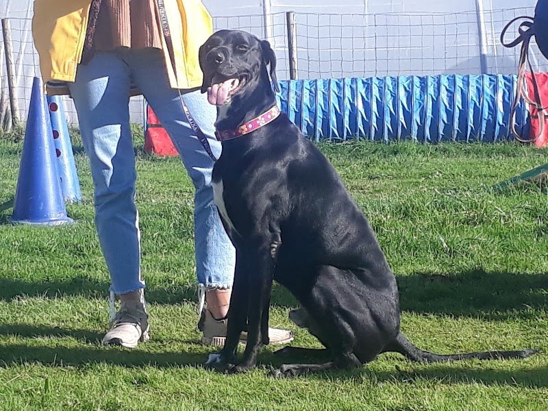 Centre canin St gilles - photo 2