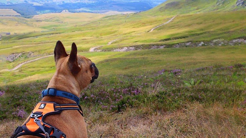 COMPLEXE CANIN DES MONTS DE L'HERMITAGE