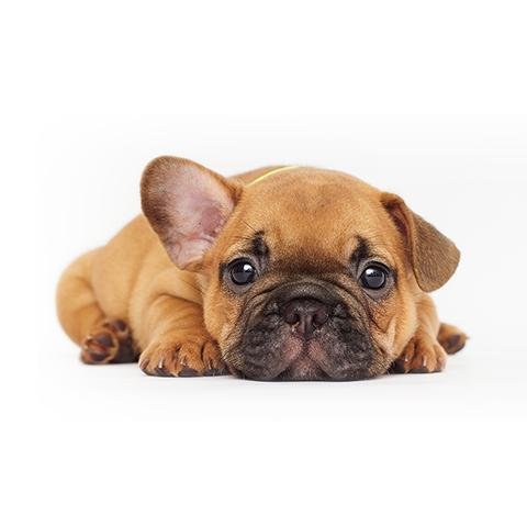 COMPLEXE CANIN DES MONTS DE L'HERMITAGE - photo 2