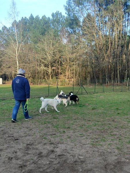 Club D Education Canine Sarthoise - photo 2