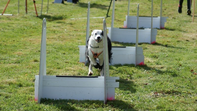 Club canin E.C.A.V 72 Education Des Chiens Actifs Et Visiteurs 72 - photo 2