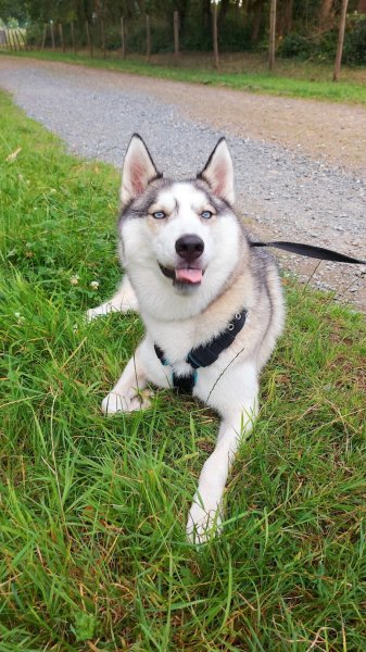 EDUCATEUR CANIN ECOUTE TON CHIEN 72