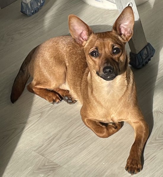 EDUCATEUR CANIN ECOUTE TON CHIEN 72 - photo 2