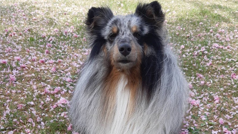 Grégory TOURNEUR - Éducateur Canin & Félin à domicile et spécialiste du comportement
