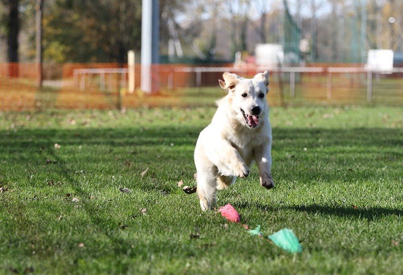 Grégory TOURNEUR - Éducateur Canin & Félin à domicile et spécialiste du comportement - photo 2