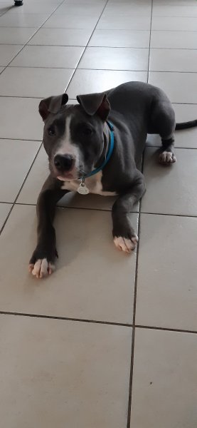 Grégory TOURNEUR - Éducateur Canin & Félin à domicile et spécialiste du comportement - photo 3