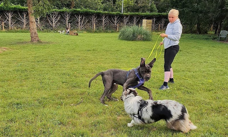 Logique De Chien - photo 2