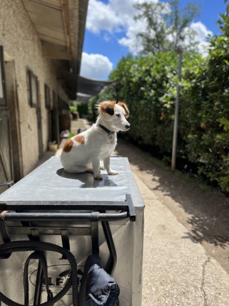 Logique De Chien - photo 3