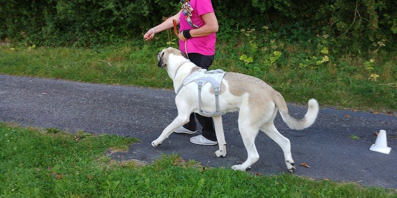 Au'tour du Chien Veronique Valy - photo 1