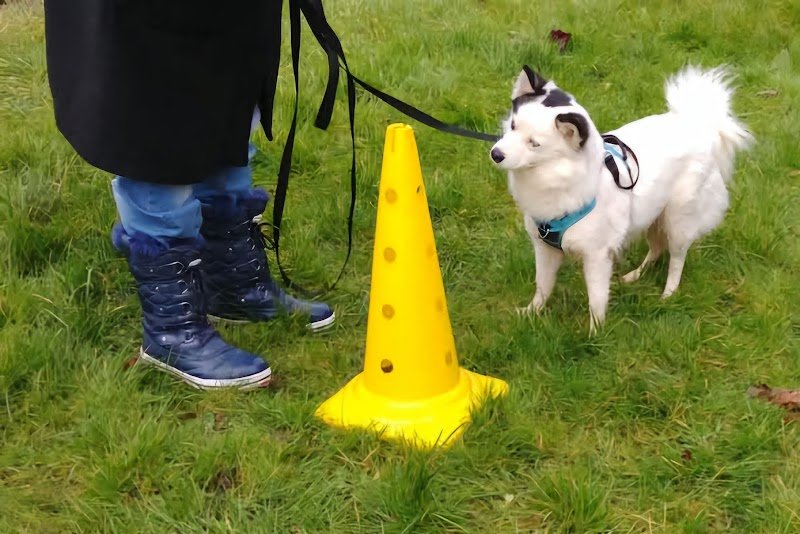 Au'tour du Chien Veronique Valy - photo 3