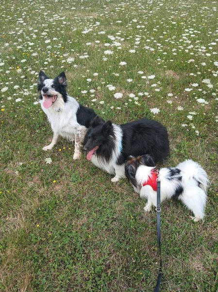 Education canine Happy Dog