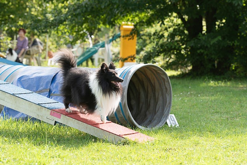 Education canine Happy Dog - photo 2