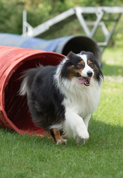 Education canine Happy Dog - photo 3