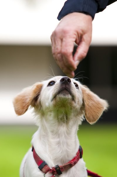 Blog, conseils sur les chiens - photo 2