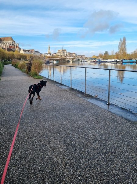 Mélissa Lecoeur - Comportementaliste Canin