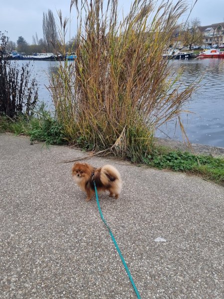 Mélissa Lecoeur - Comportementaliste Canin - photo 2