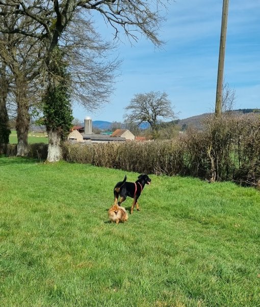 Mélissa Lecoeur - Comportementaliste Canin - photo 3