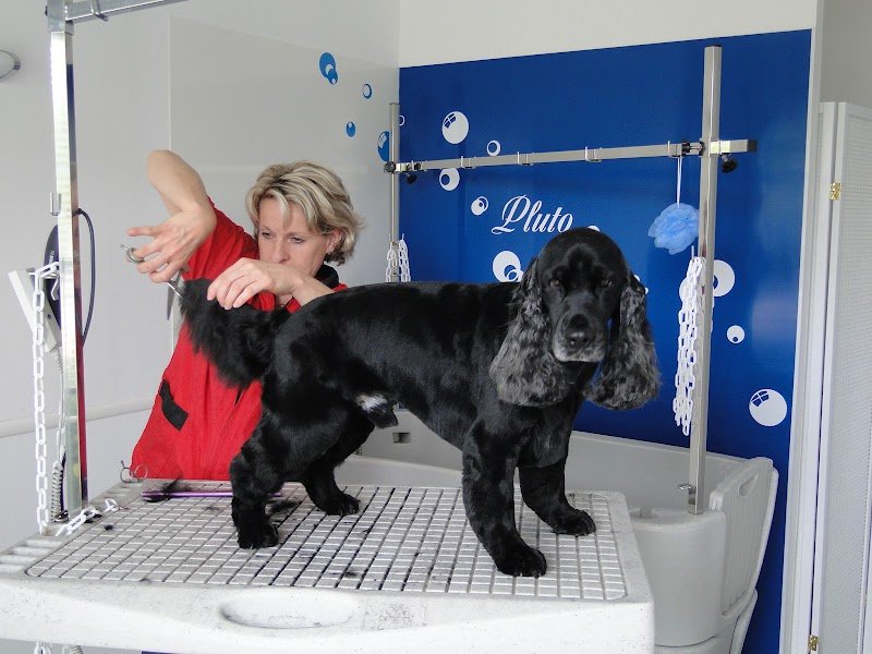 PLUTO CHIC toilettage pour chiens à Migennes - photo 1