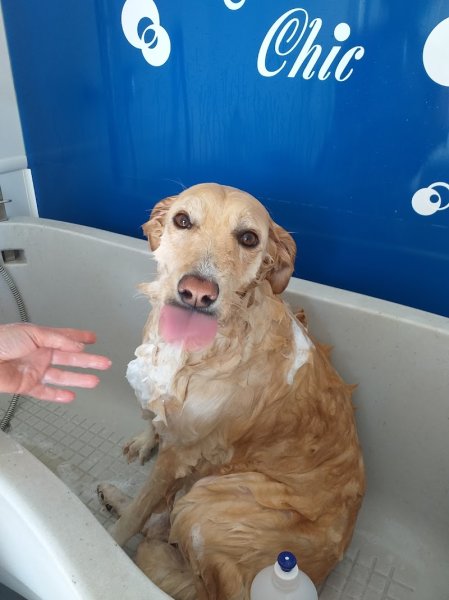 PLUTO CHIC toilettage pour chiens à Migennes - photo 2