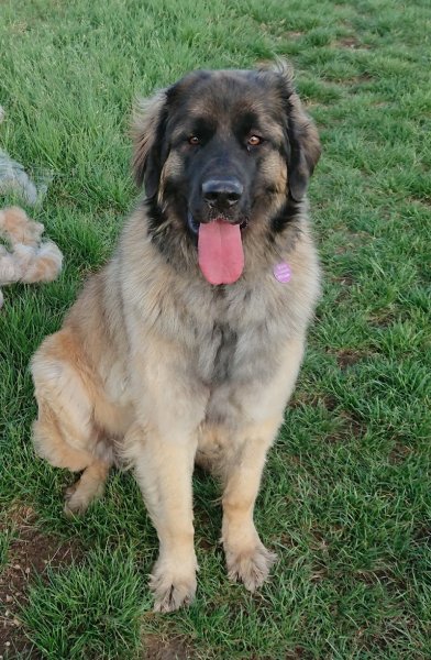 PLUTO CHIC toilettage pour chiens à Migennes - photo 3