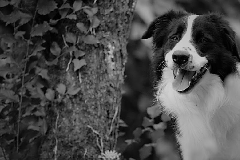 KLD éducateur canin