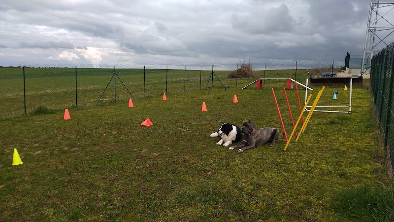 KLD éducateur canin - photo 2