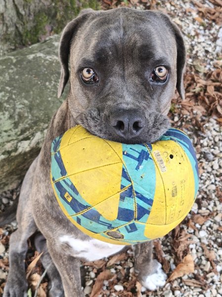 KLD éducateur canin - photo 3