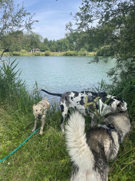 Gwenn&Cie- La Colo’ des Animaux- Pension Canine & Nac - photo 2