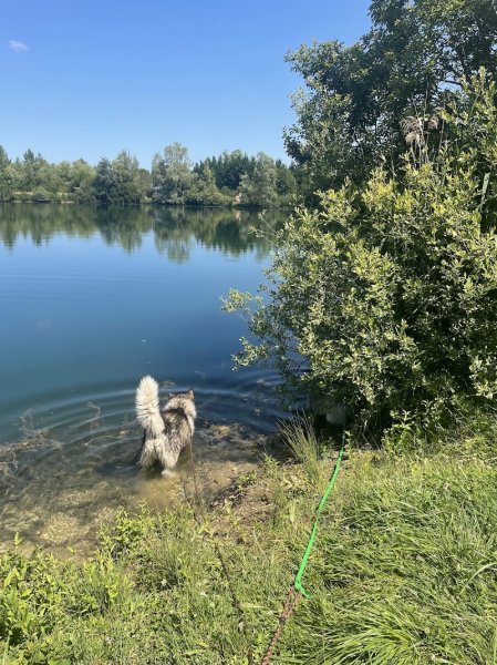 Gwenn&Cie- La Colo’ des Animaux- Pension Canine & Nac - photo 3
