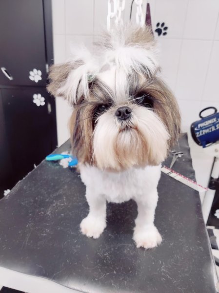 Laety'chien - photo 3