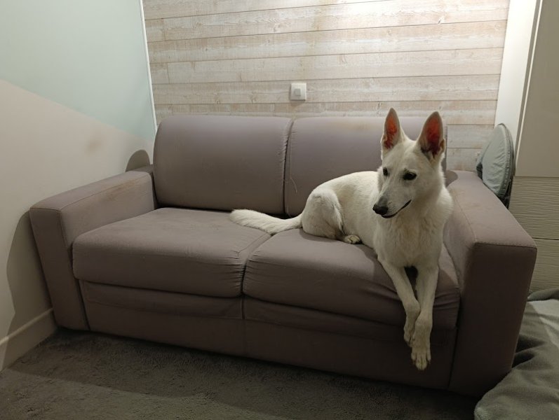 Myriam Chotin - 2 mains pour les chiens - photo 2