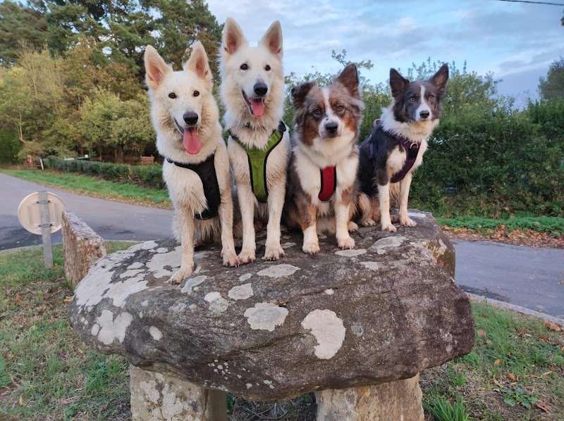 Myriam Chotin - 2 mains pour les chiens - photo 3