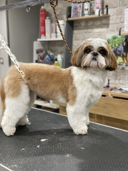 Détente Canine - photo 2