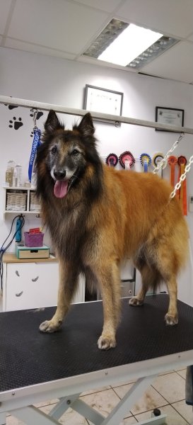 Détente Canine - photo 3