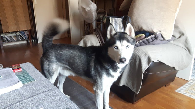 Mylène Genairon Éducateur Comportementaliste Canin - Parlez Vous Chien - photo 3