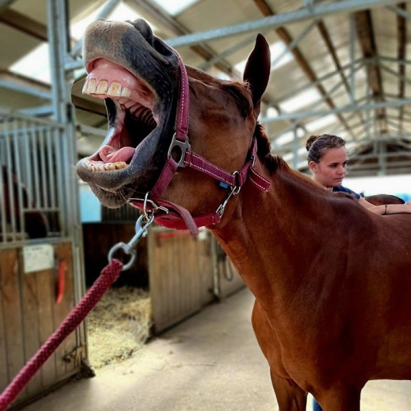 Ostéopathe animalier 89, équin, canin, félin, bovin, NAC - photo 2