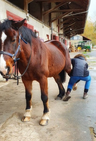 Ostéopathe animalier 89, équin, canin, félin, bovin, NAC - photo 3