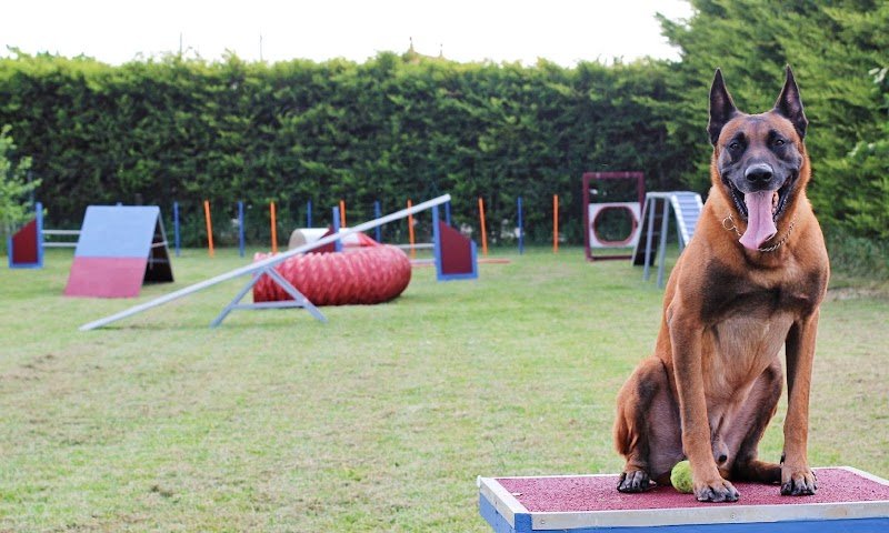CynoFeeling éducation et activités canines - photo 2