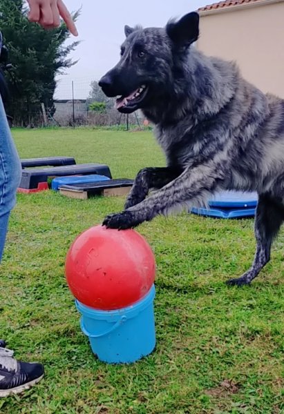 CynoFeeling éducation et activités canines - photo 3