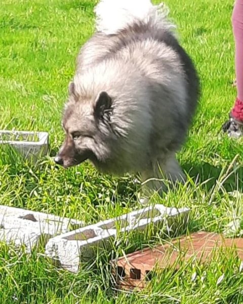 Comportementaliste canin - Karine Faucher - photo 1