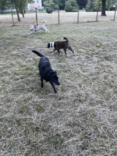 PARC CANIN HAMEAU DE VILERS / ST FARGEAU 77 - photo 3